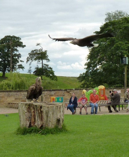 Thirsk Birds Of Prey Centre景点图片