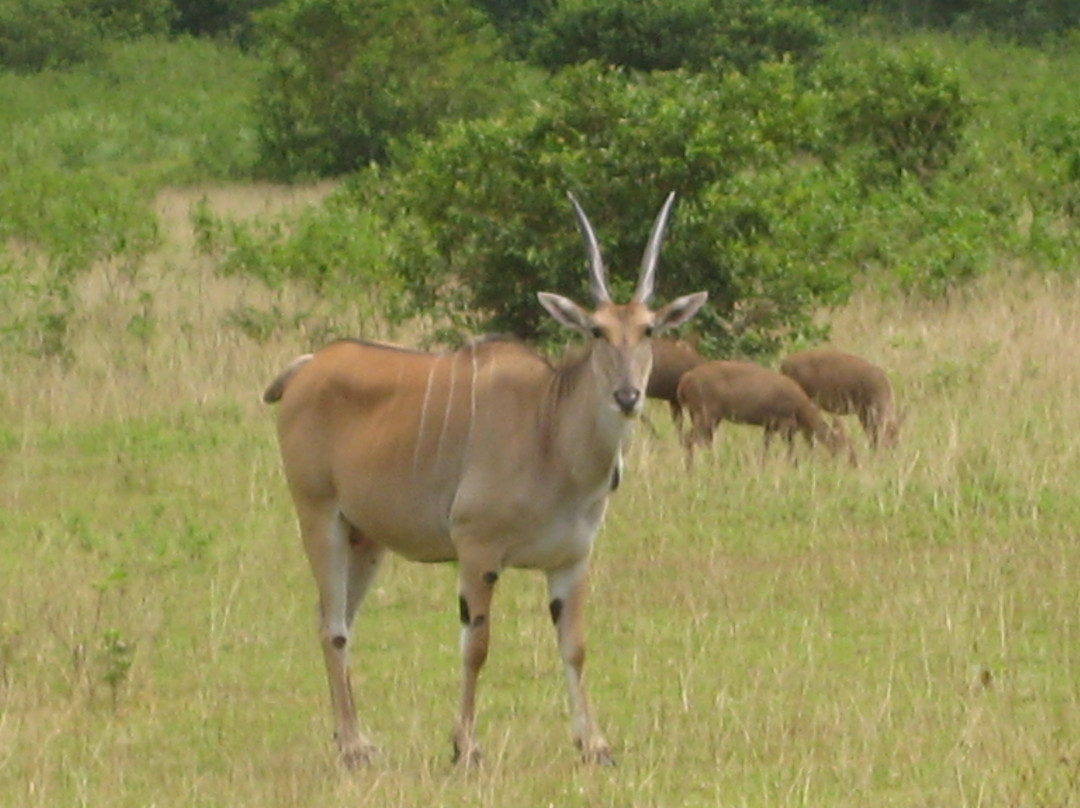 Calauit Wildlife Sanctuary-Busuanga Island必去景点