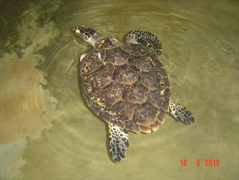 Sea Turtle Farm and Hatchery - Habaraduwa景点图片