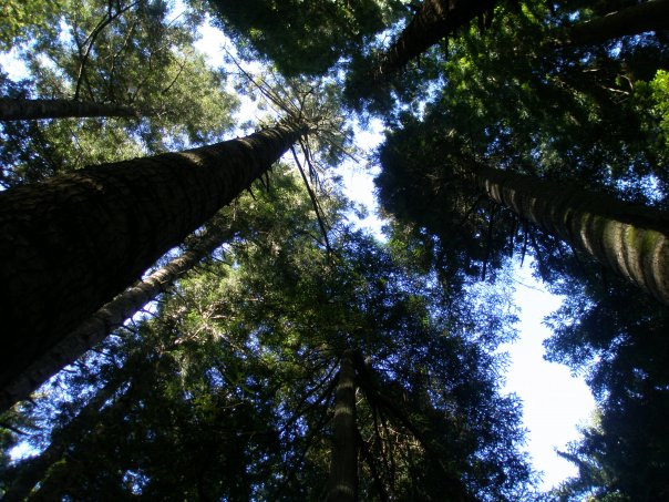 Arcata Community Forest景点图片