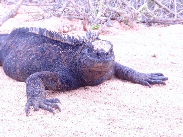 Galapagos Alternative-阿约拉港必去景点
