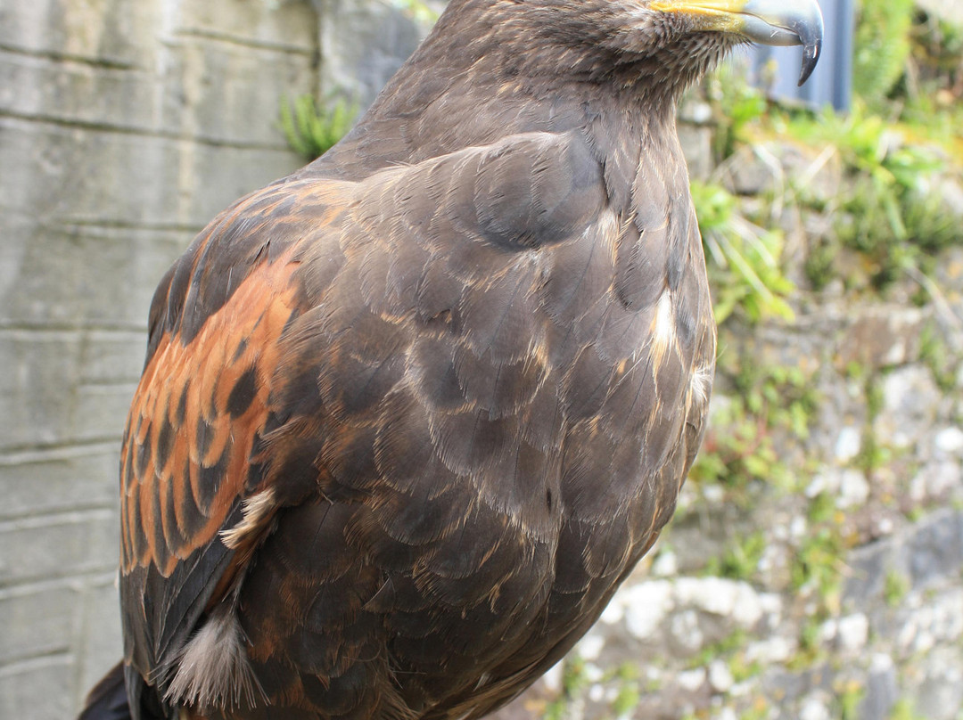 Ireland's School of Falconry-康镇必去景点