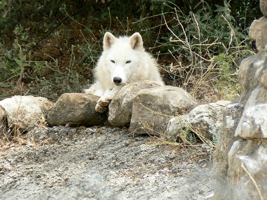 Lobo Park景点图片