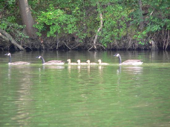 Lums Pond State Park-Bear必去景点