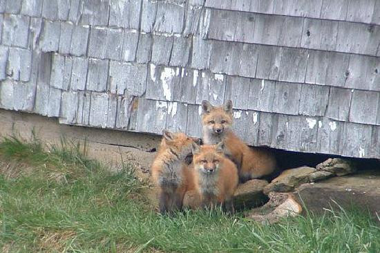 Cape Smokey Provincial Park-Ingonish Ferry必去景点