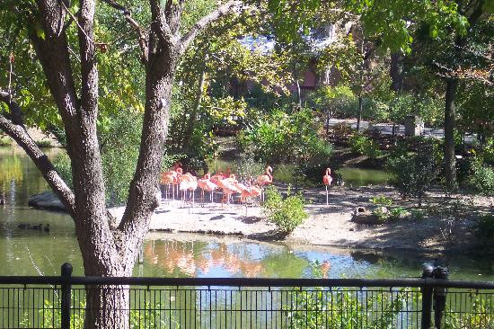 圣路易斯动物园-圣路易斯必去景点