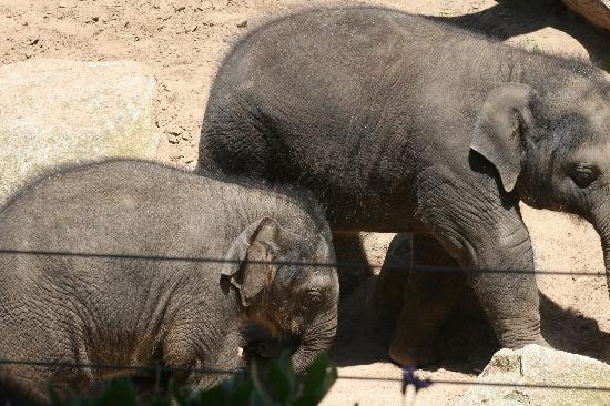 墨尔本动物园-墨尔本必去景点