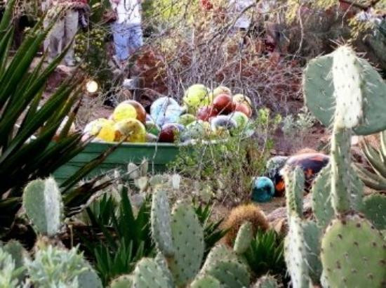 沙漠植物园-凤凰城必去景点