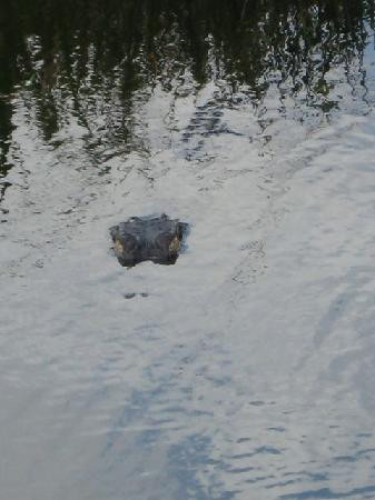 大沼泽地步道-大沼泽国家公园必去景点