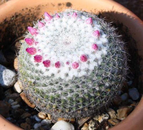 University of South Florida Botanical Gardens, Tampa-坦帕必去景点