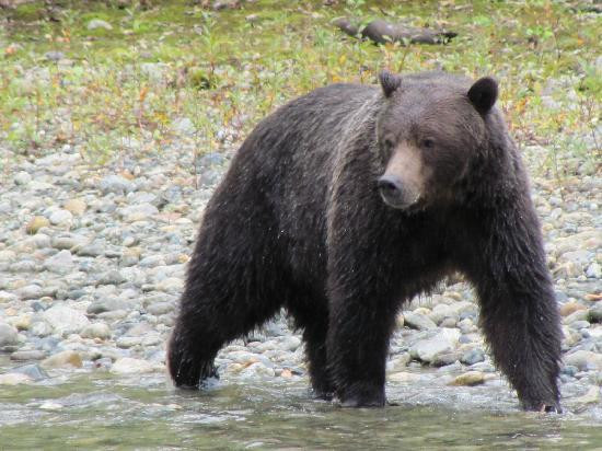 Discovery Marine Safaris Ltd.-坎贝尔里弗必去景点