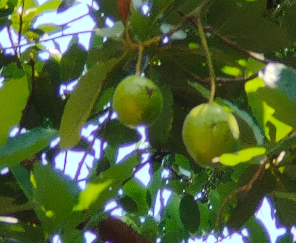 Mercara Gold Estate Coffee Plantation景点图片