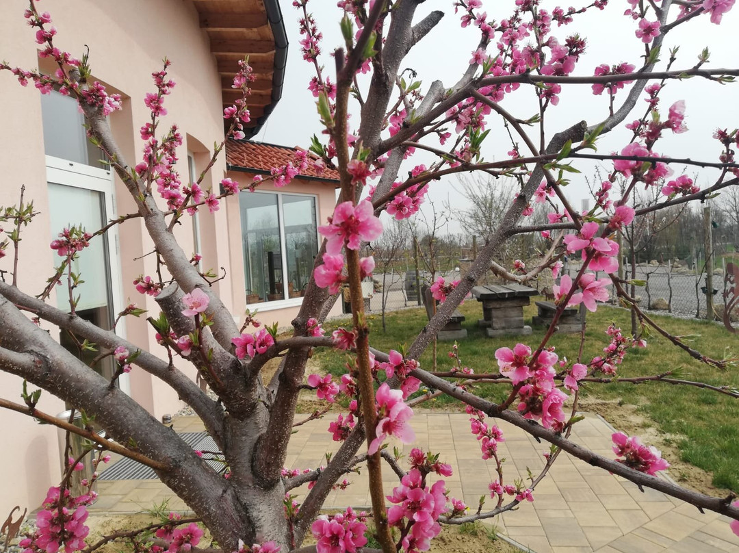 Obsthof & Weingut Altenriederer