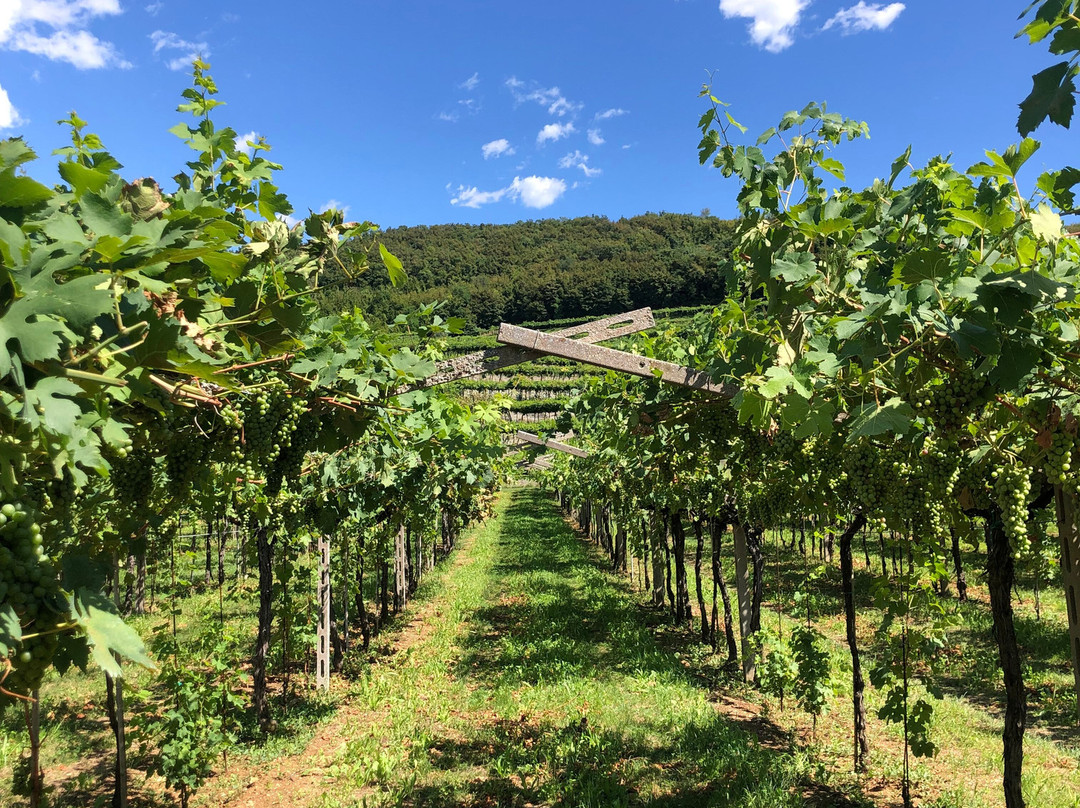 Le Marognole Azienda Agricola景点图片