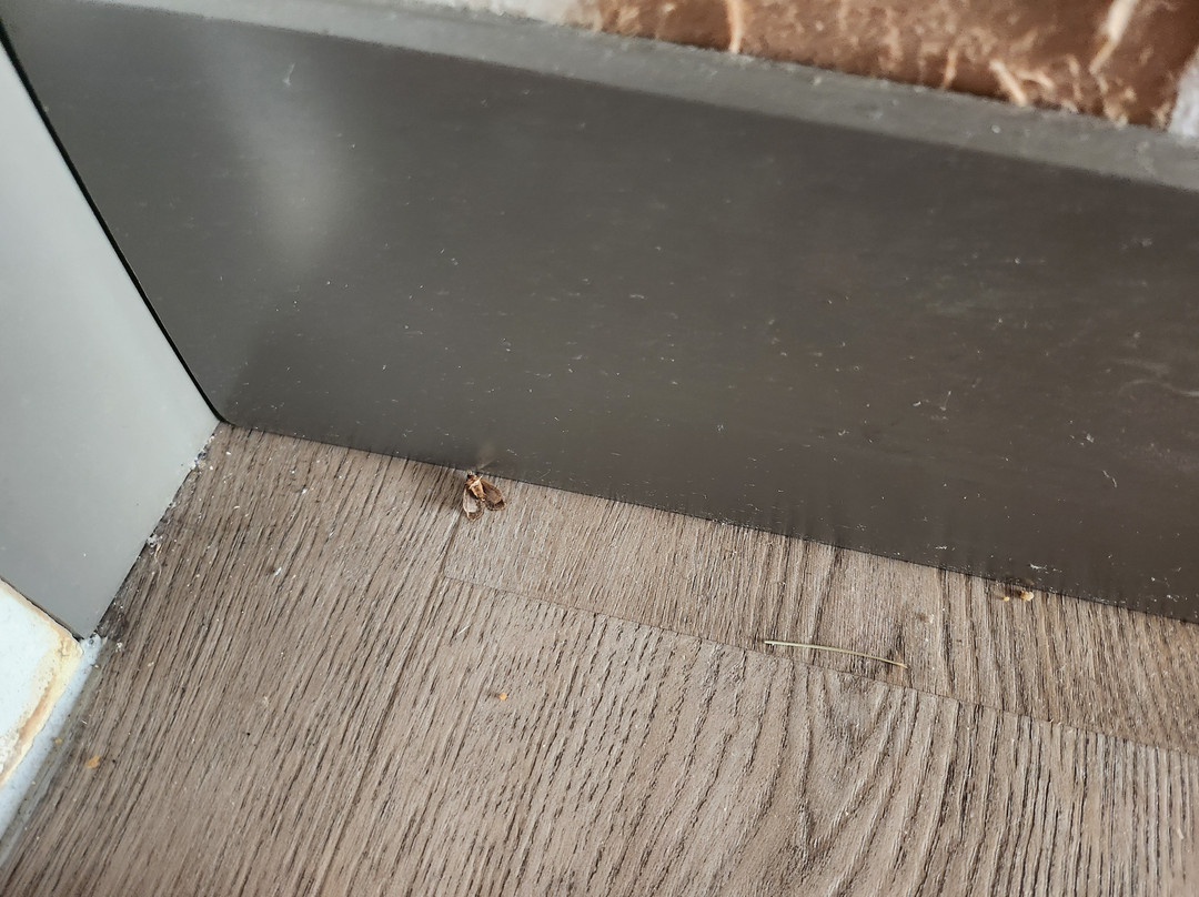 Best Western Plus South Hill Inn主图