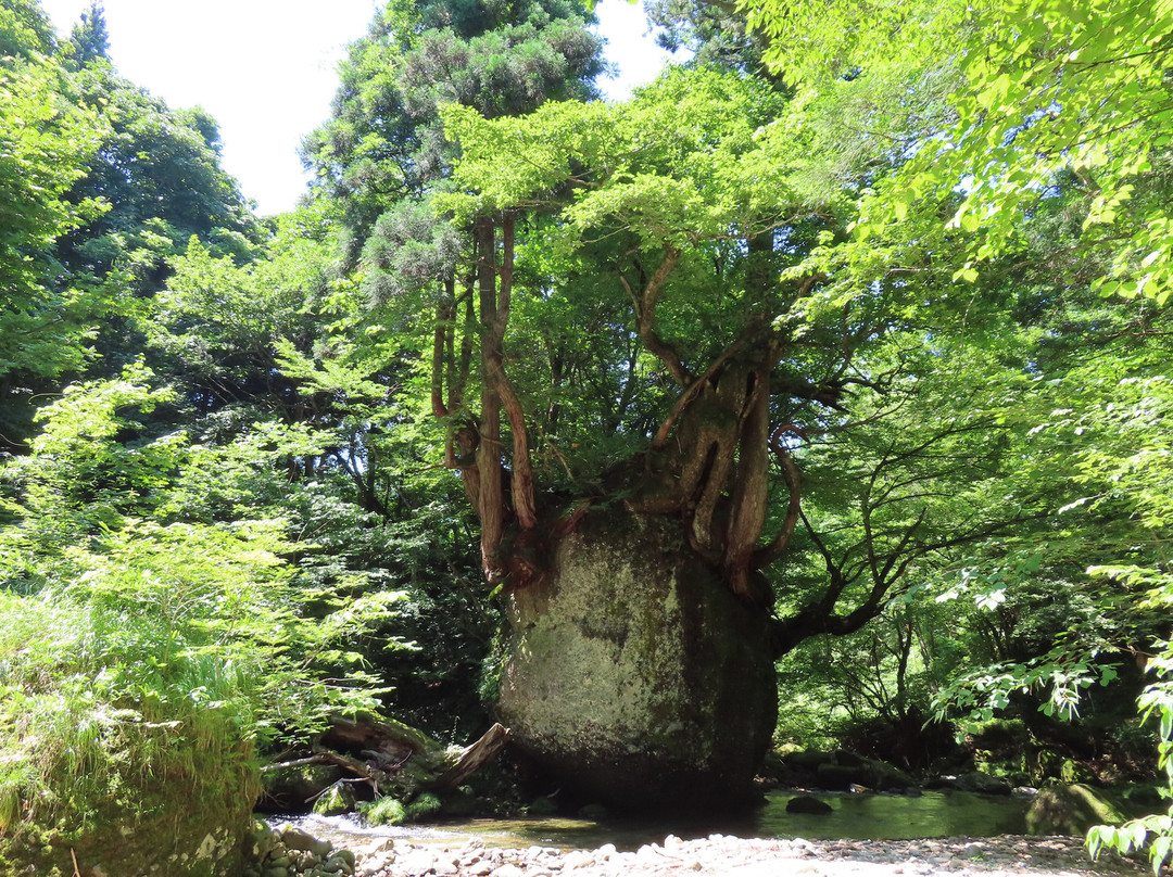 Nekobari Rock景点图片