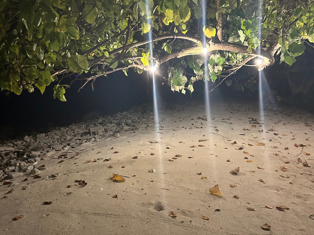 Turtle Maldives主图