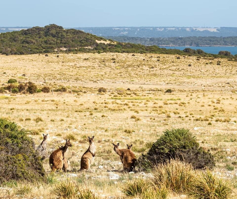 Kangaroo Island Touring Company