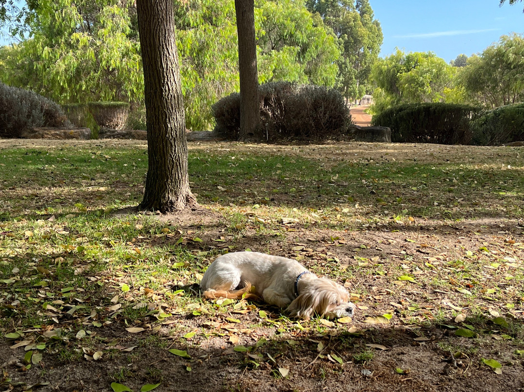 Petra Olive Oil Estate Dog-friendly Luxury Farmstay Accommodation主图