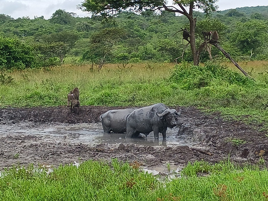 Bashem Safaris Tours and Travel-渥太华必去景点