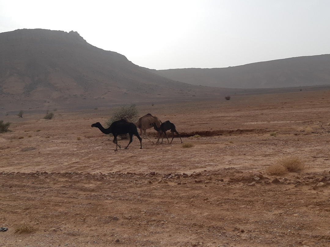 Sahara Bedouins景点图片