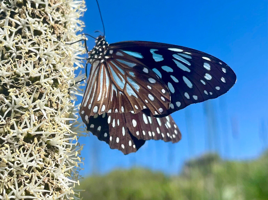 South East Head-汉密尔顿岛必去景点