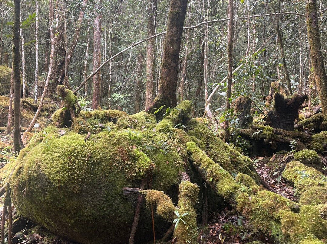 Mount Kinabalu Botanical Garden景点图片