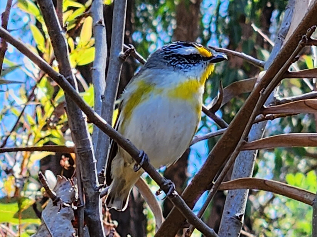 The Lavender Patch主图