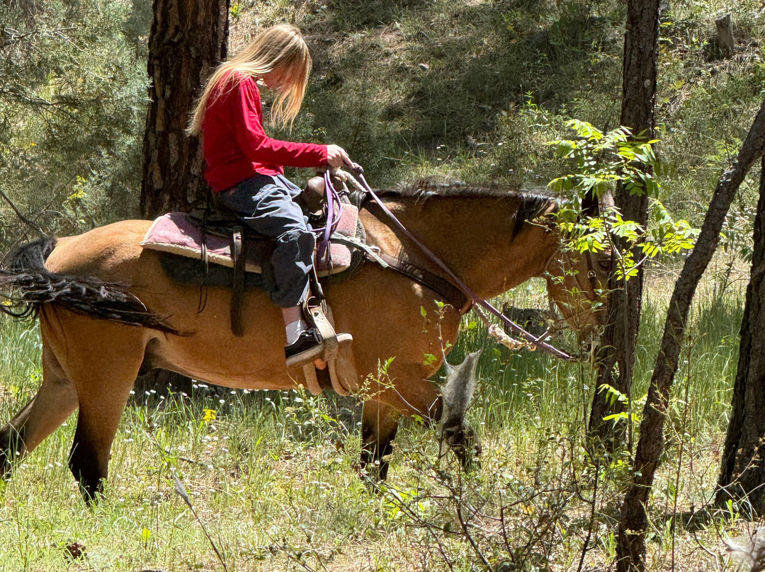 Kohl's Ranch Stables-Payson必去景点