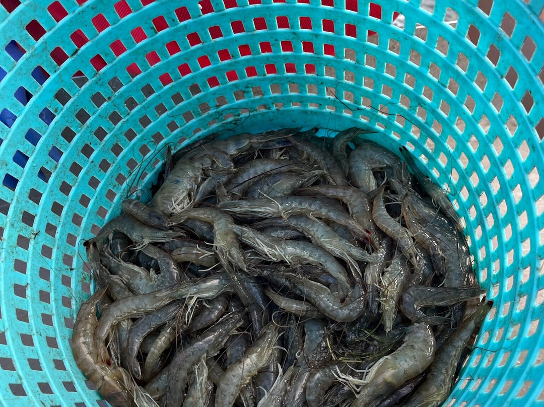 OBX Crabbing and Shrimping Charters景点图片