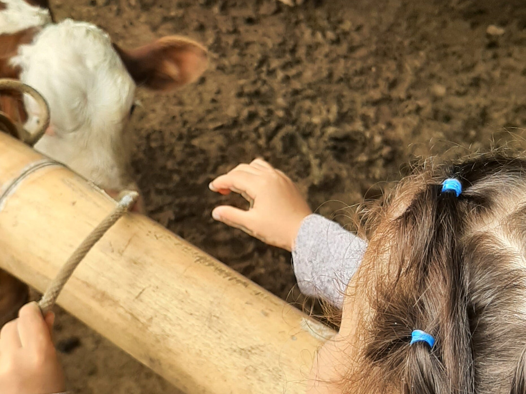 Parque Ecoturistico El Gran Pijao-Rovira必去景点
