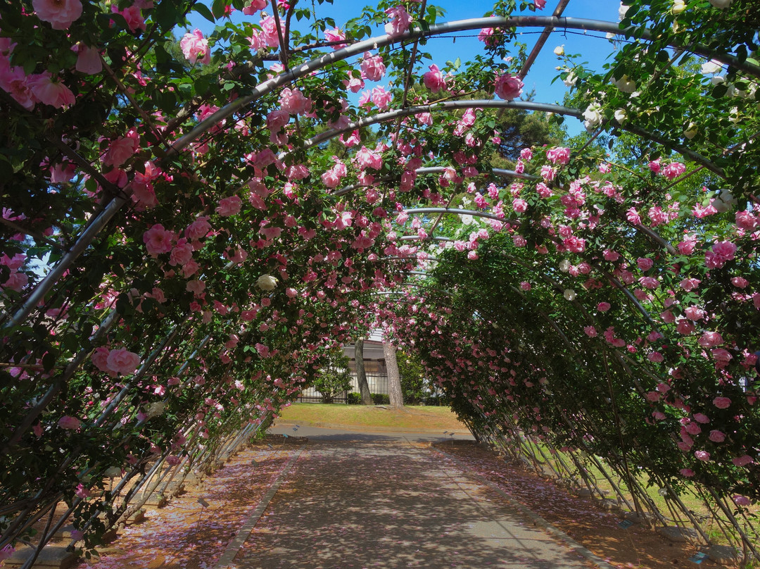 Shikishima Parfk Rose Garden-前桥县必去景点