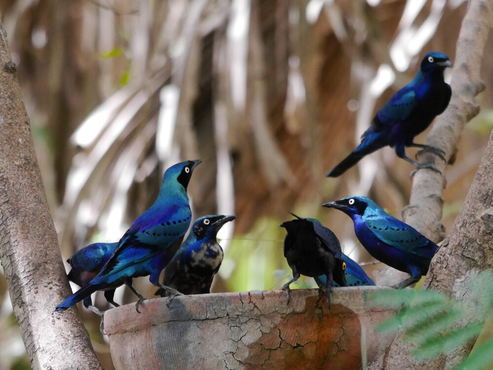 Gambia Birding Tours景点图片