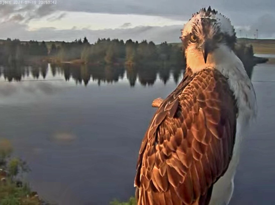 Llyn Brenig Osprey Lookout (north Wales Wildlife Trust)景点图片