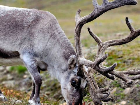 Discover Svalbard-朗伊尔城必去景点