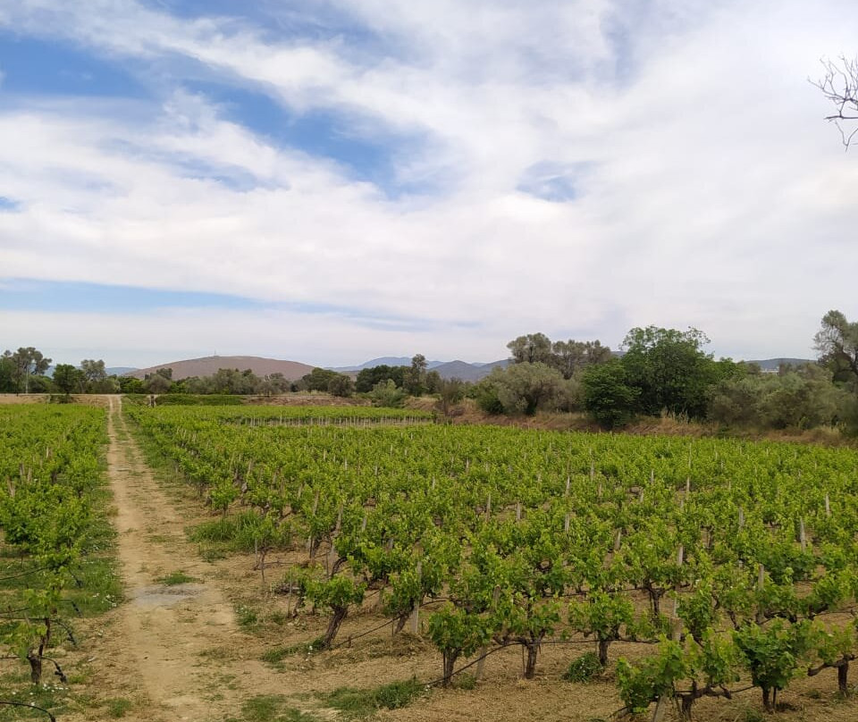 Skoumpris Winery, Evia Island-Khalkis必去景点