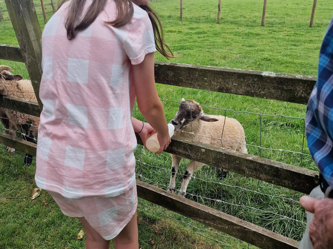 War Horse Valley Country Farm Park景点图片