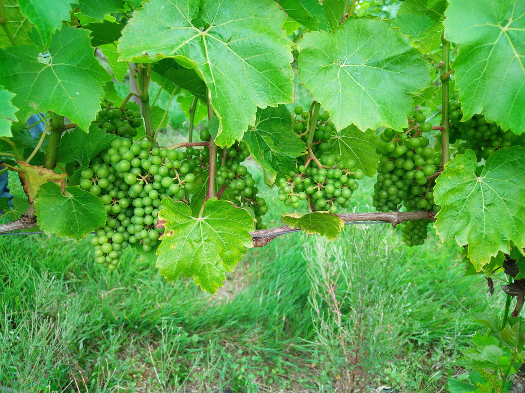 Pebblebed Vineyard-Clyst Saint George必去景点