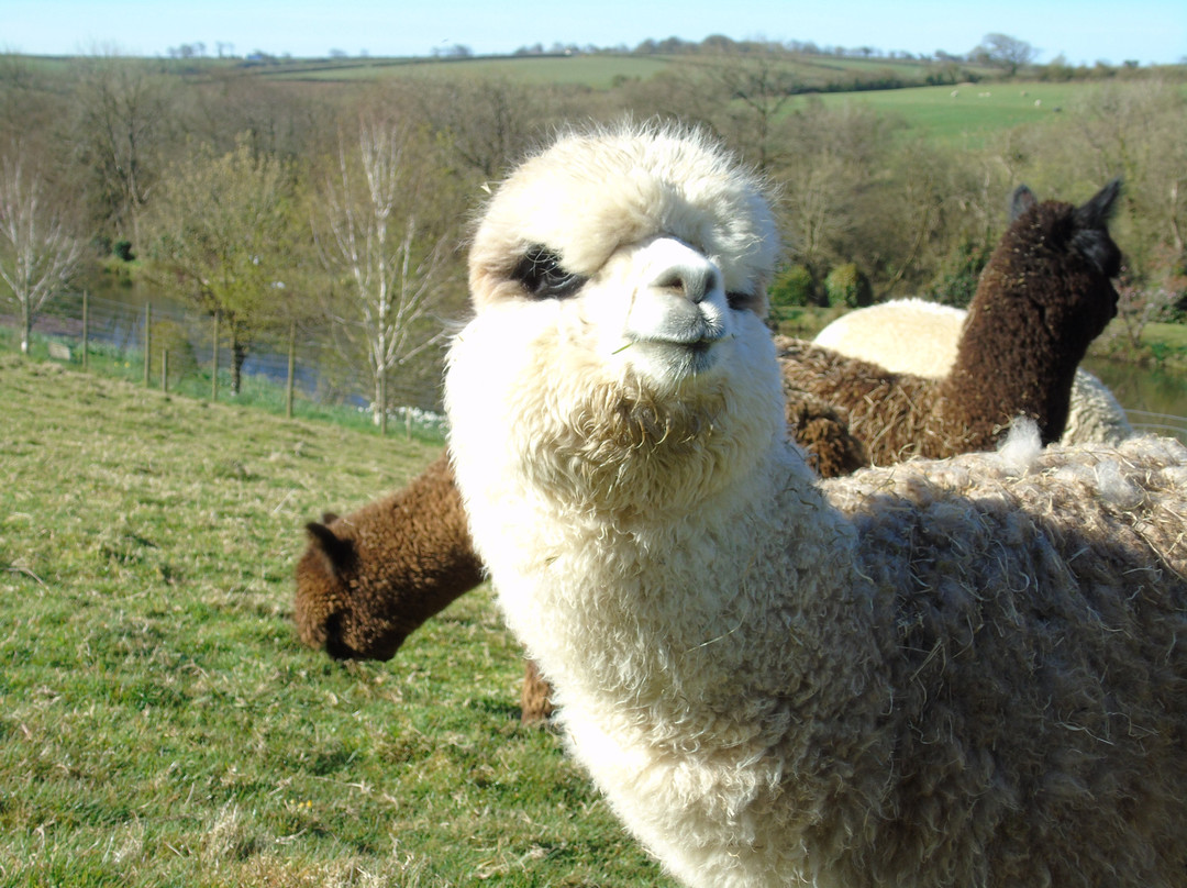Mill Farm Alpacas-Bradworthy必去景点