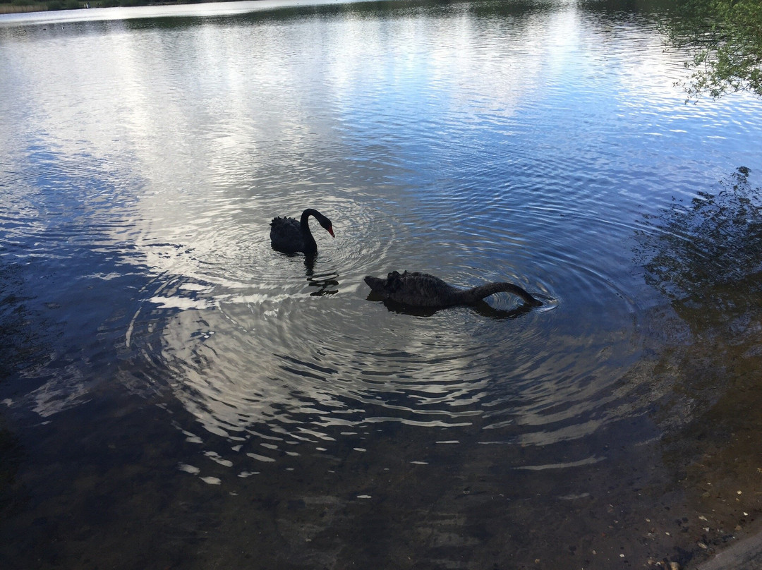 Petersfield Lake景点图片