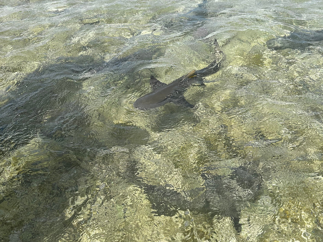 Paradise Adventures with Gus-圣塔玛丽亚必去景点