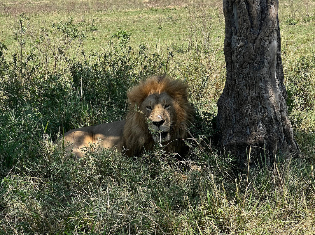 Sogno Kenya con Lorenzo di Andre-瓦塔木必去景点
