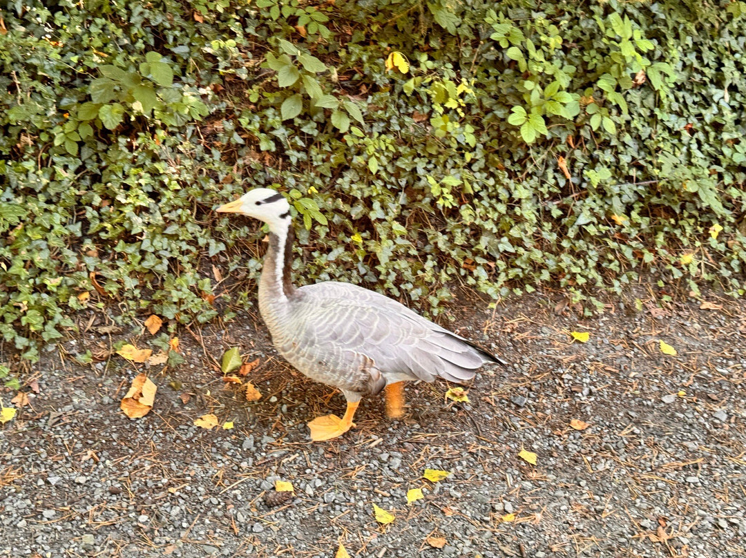 Natur- und Tierpark Goldau-Goldau必去景点