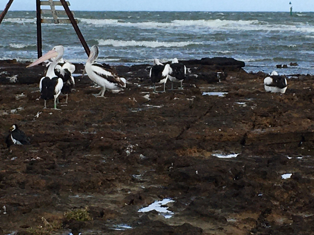 Ricketts Point Marine Sanctuary景点图片