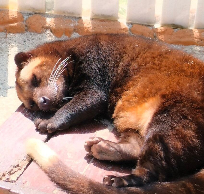 Cimory Dairyland Puncak-Cipayung Girang必去景点