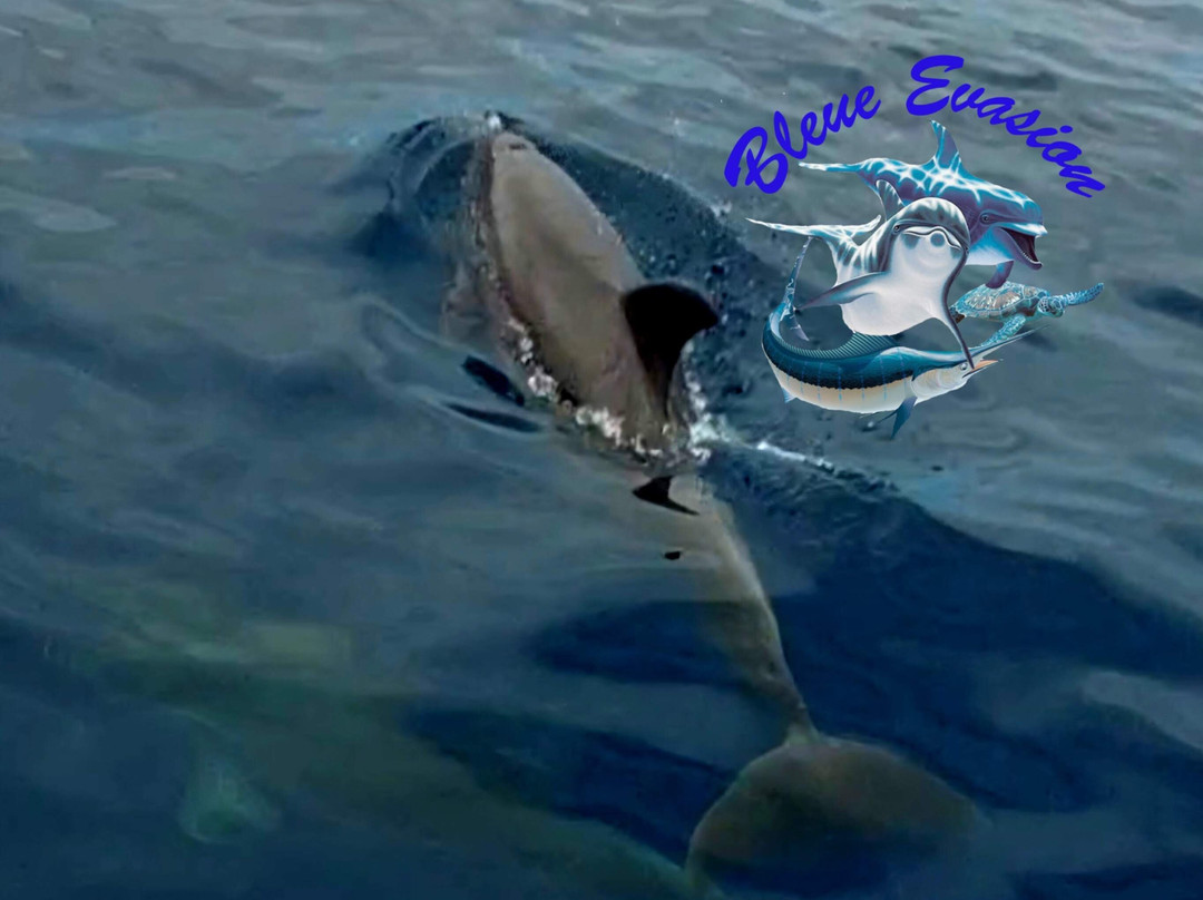 Bleue Evasion Martinique-Trois-Ilets必去景点