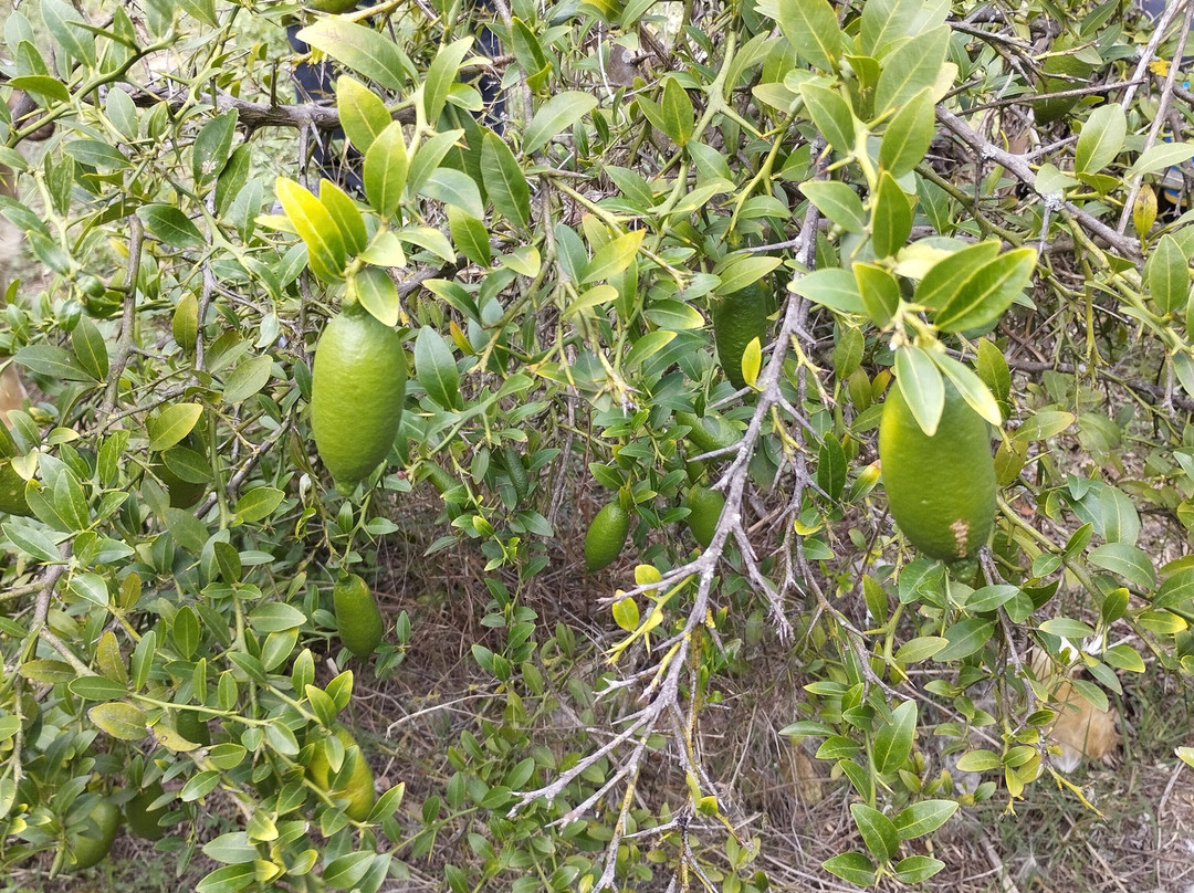 Le Jardin Botanique Frutier d'Avapessa-Avapessa必去景点