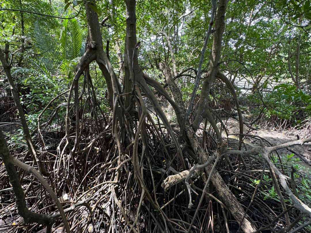 Mangrove Forest Learning Center-罗勇必去景点