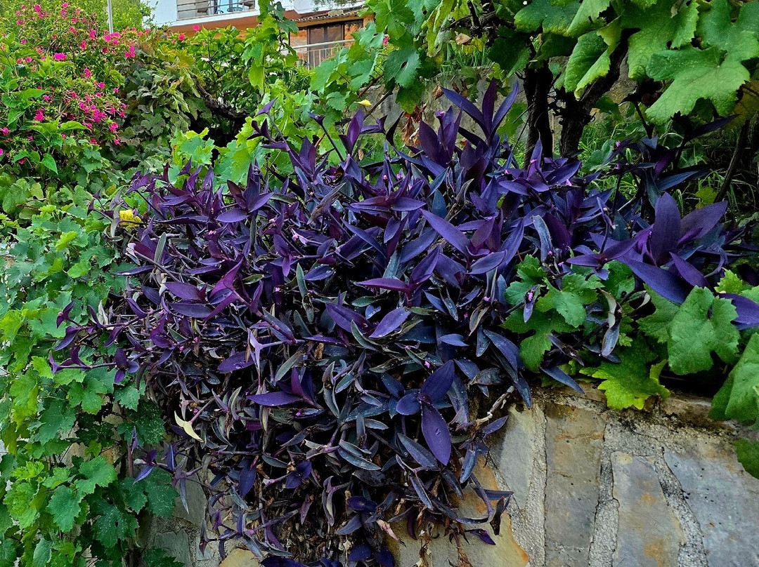 Minas Apartments主图