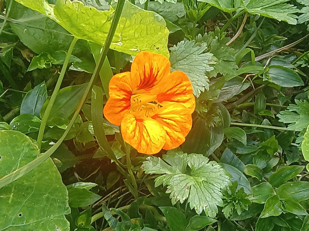 Oakley Creek Walkway-奥克兰中心地区必去景点